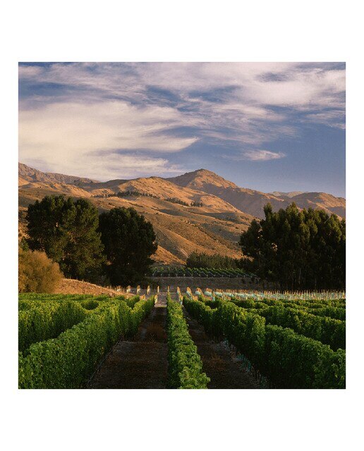 Vino blanco Little Beauty Sauvignon Blanc 2023 Nueva Zelanda 2