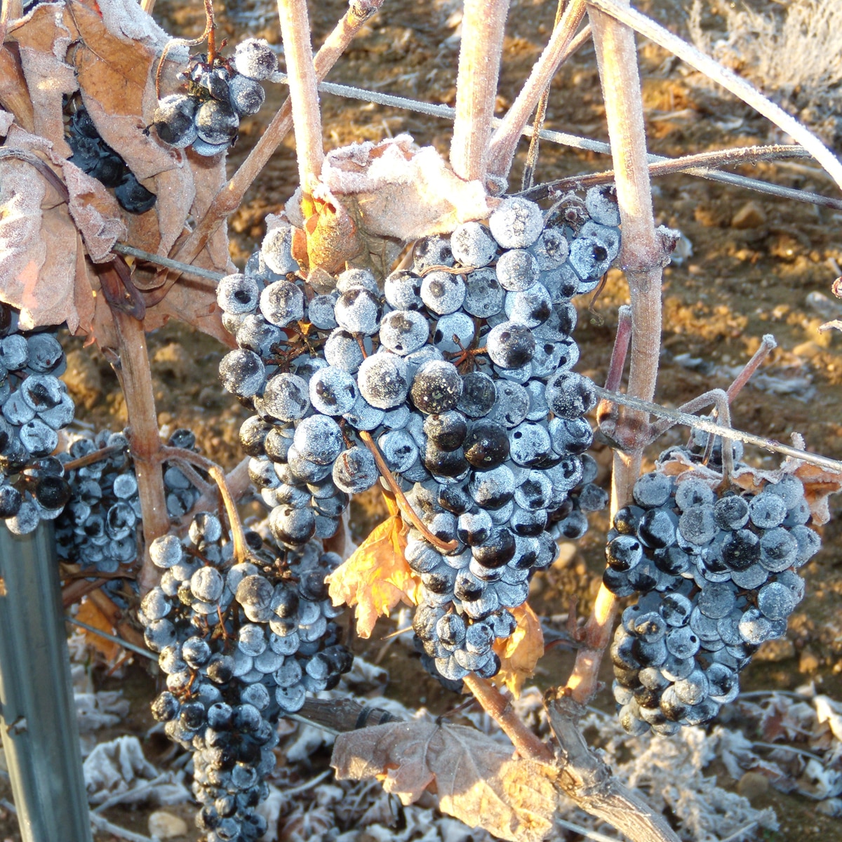 Estuche vino dulce Amantia uva de hielo Castilla y León 2