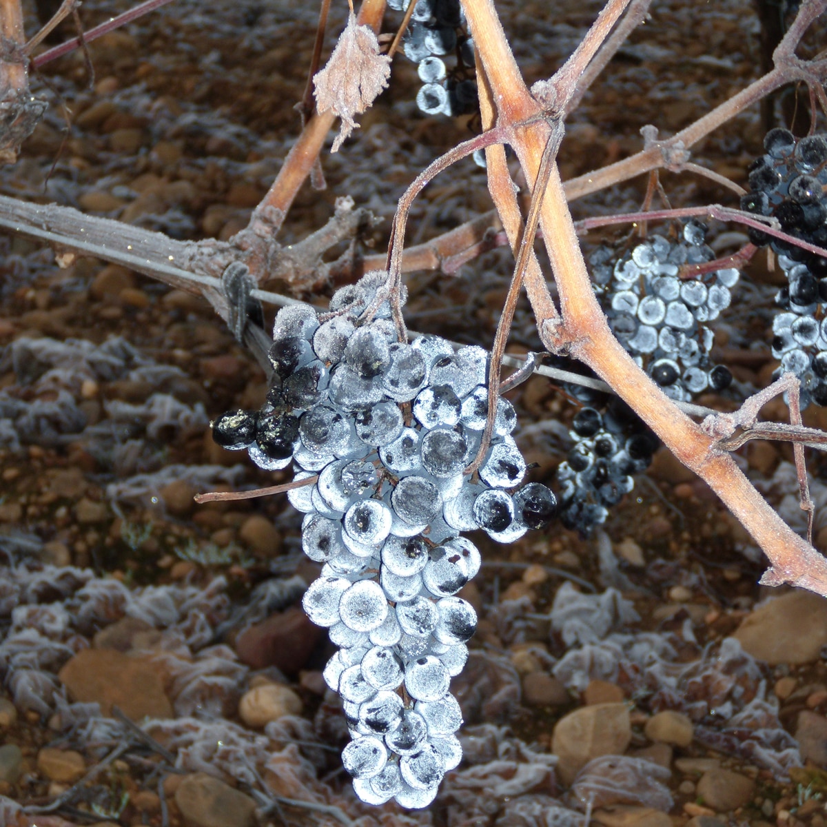 Estuche vino dulce Amantia uva de hielo Castilla y León 3