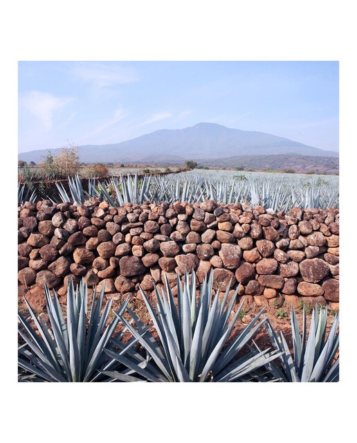 Estuche tequila añejo 100% agave azul Casa Dragones 7