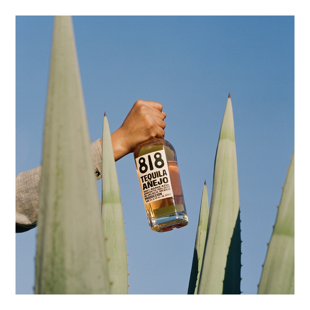 Tequila Añejo agave azul 818 4