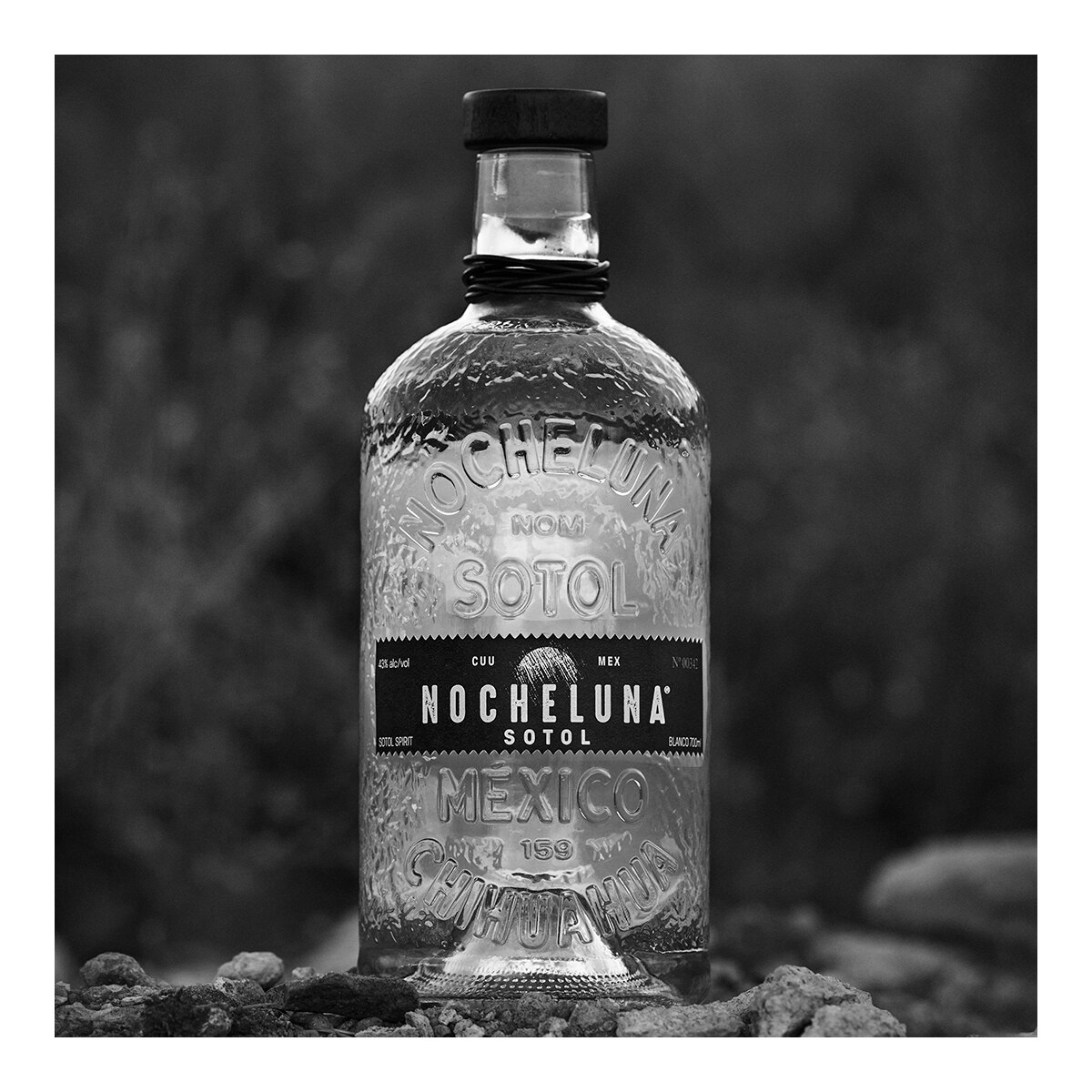 Sotol blanco Nocheluna 3