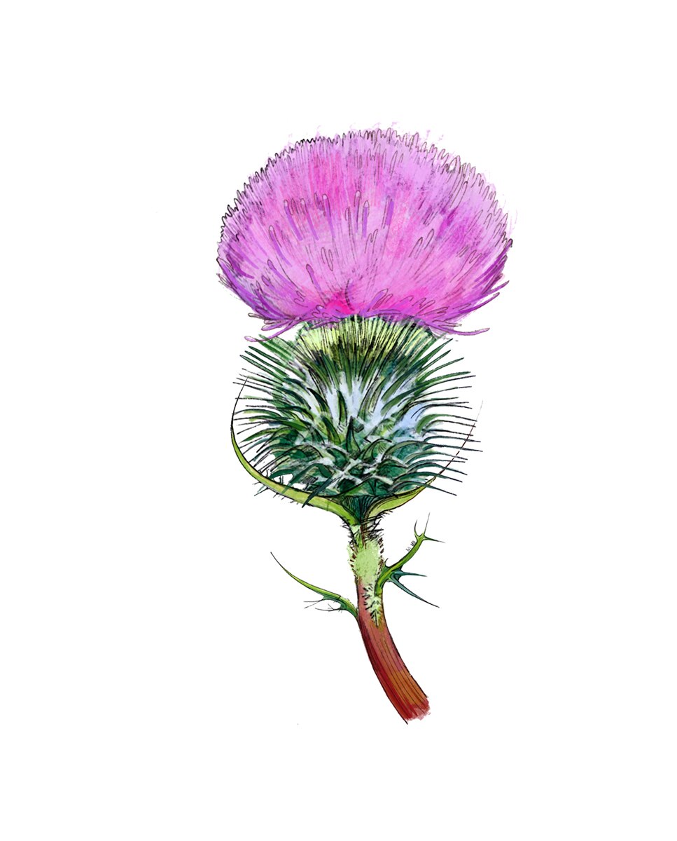 Imagen 4 de Eau de Cologne Melancholy Thistle 30 ml Jo Malone London - 30 ml
