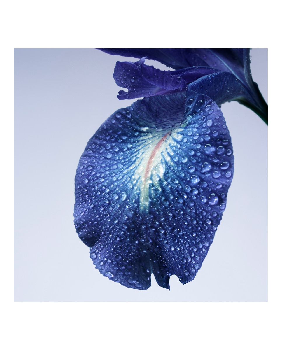 Eau de Toilette Iris Bleu 100 Ml Armani Privé - 50 ml 9