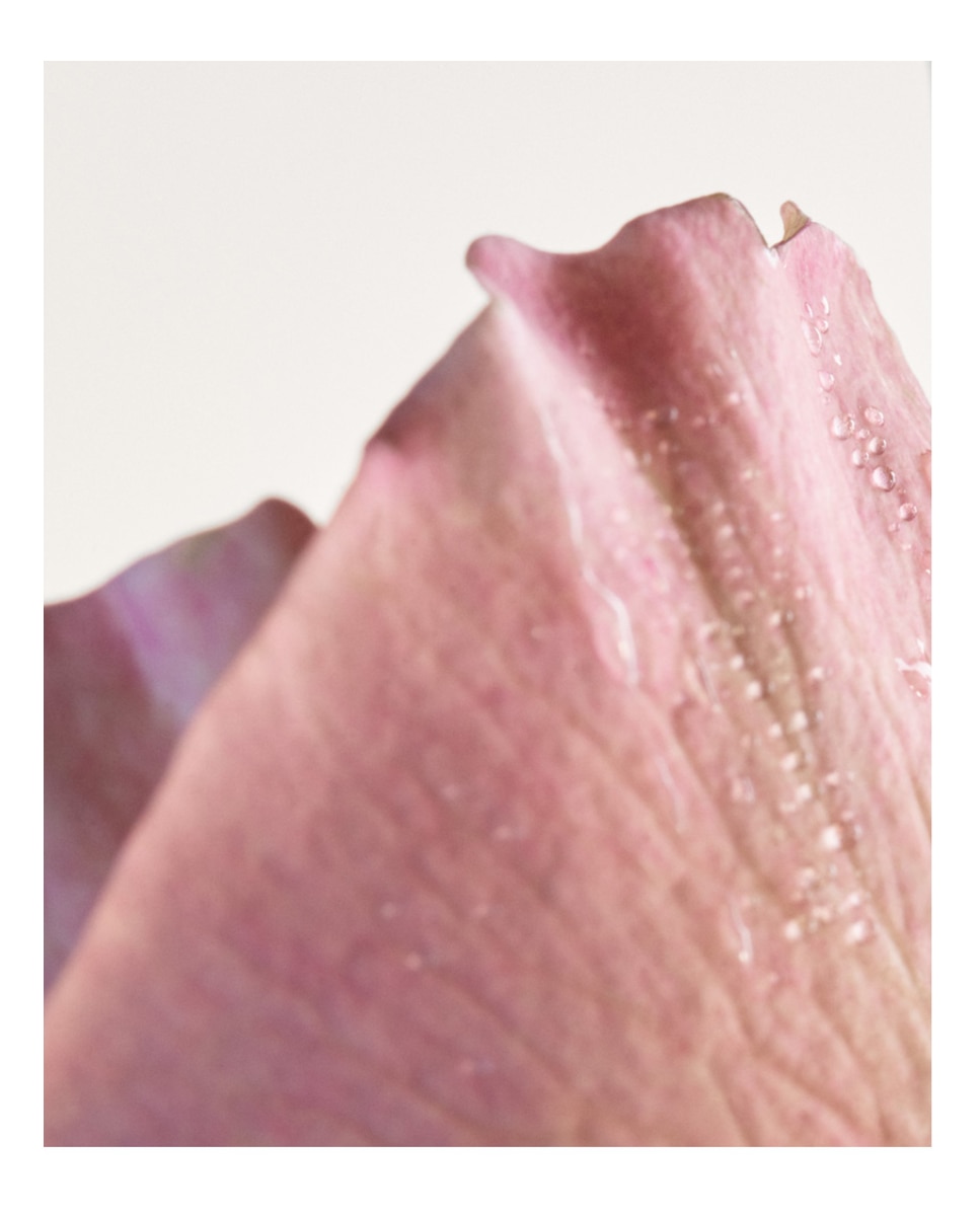 Eau de Parfum Parco Palladiano VI Rosa 100 ml Bottega Veneta