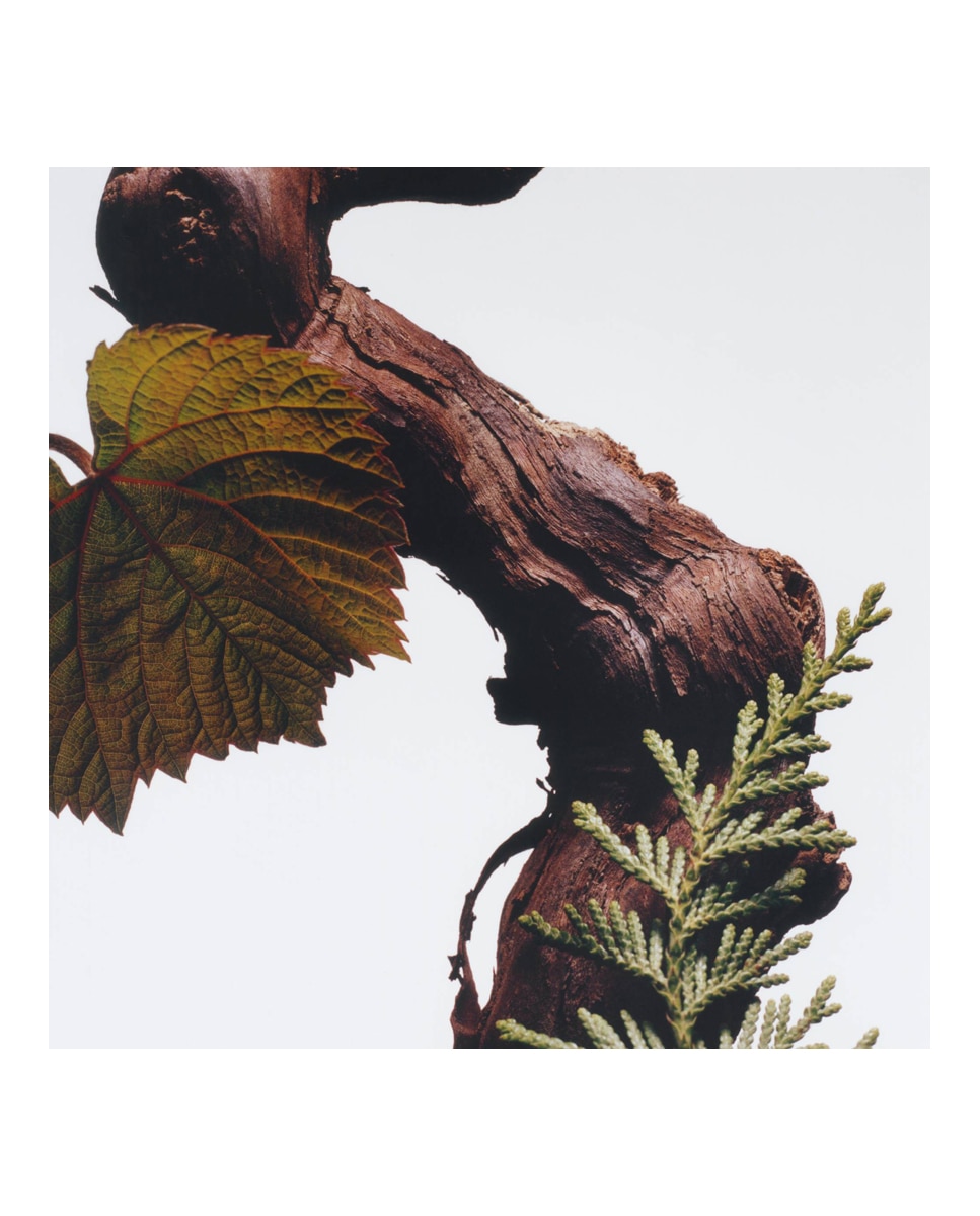 Eau de Cologne Intense Cypress & Grapevine Jo Malone London · Jo