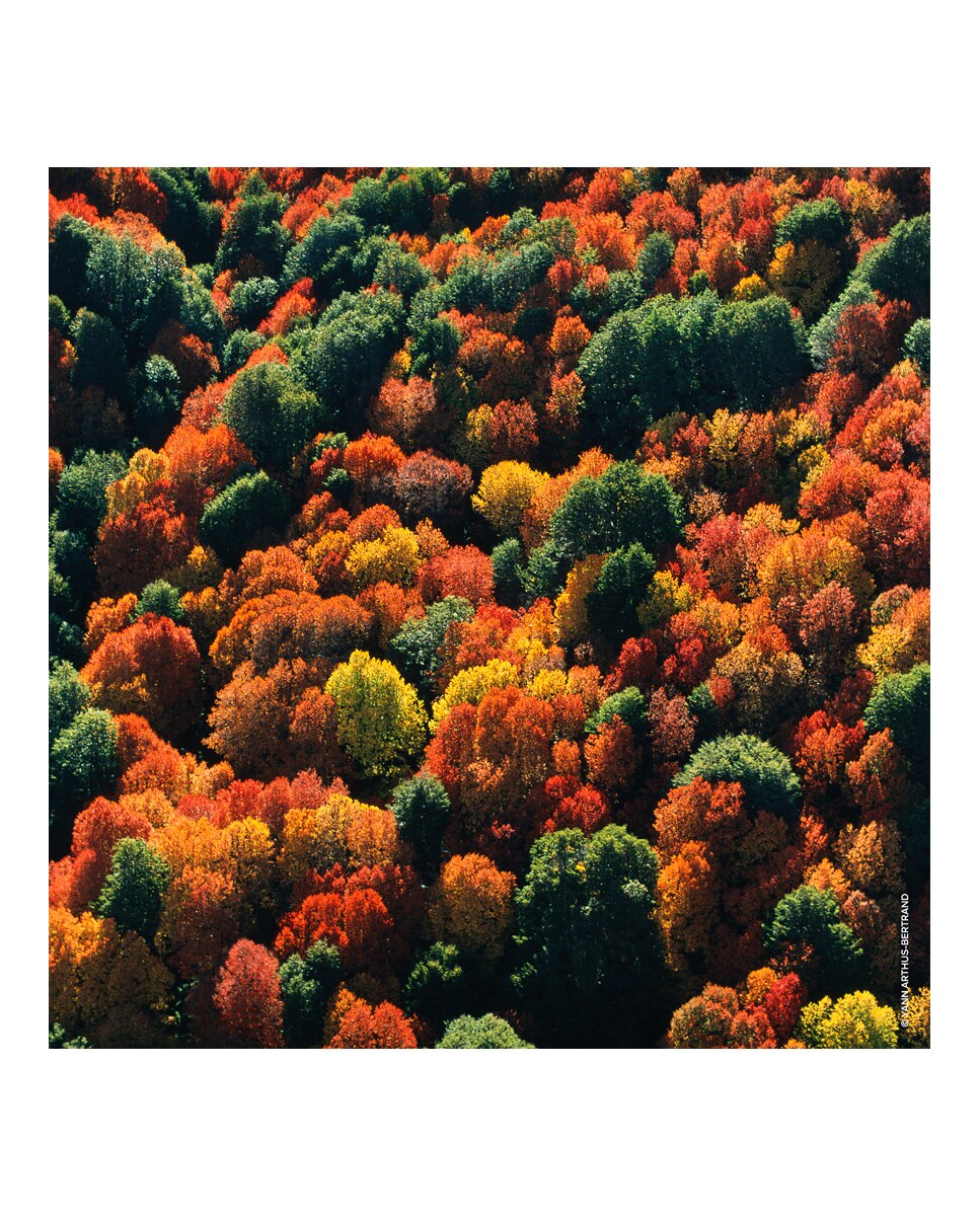 Thumbnail 5 de Guerlain Aqua Allegoria Forte Oud Yuzu 200 ml — Recarga Eau de Parfum