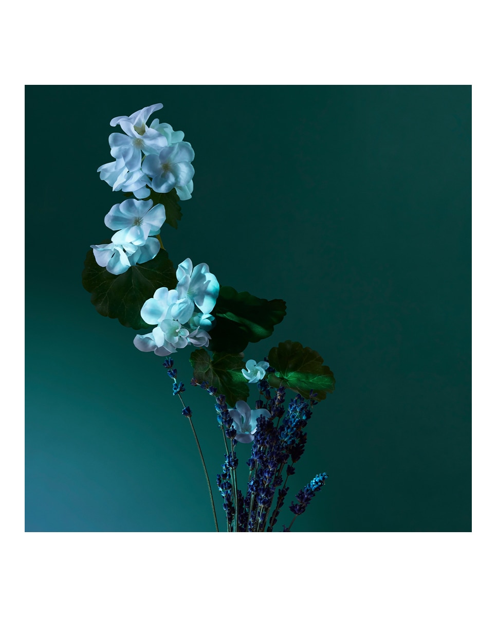 Imagen 4 de Eau de Parfum Balm of Calm Penhaligon's - 50 ml