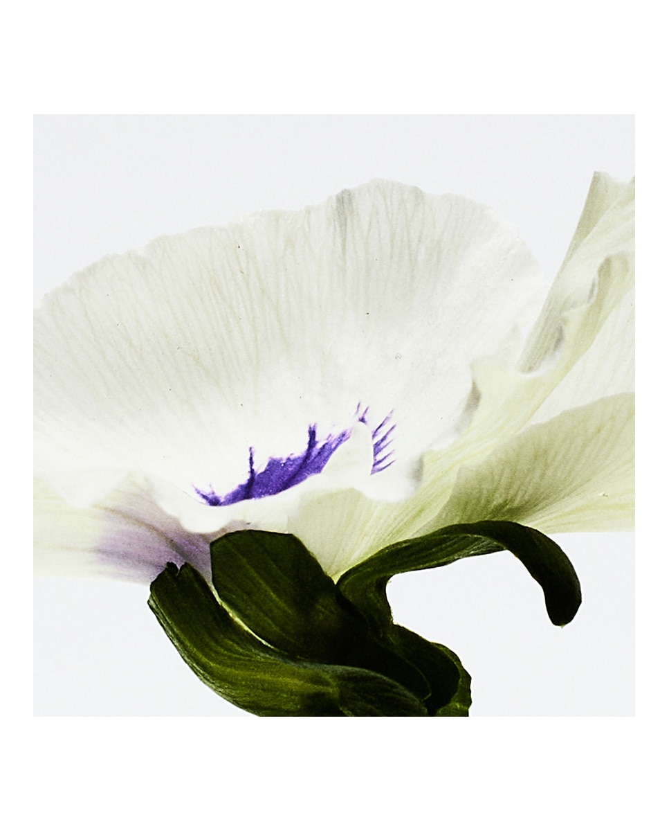 Imagen 3 de Eau de Parfum Agua Drop Loewe - 50 ml