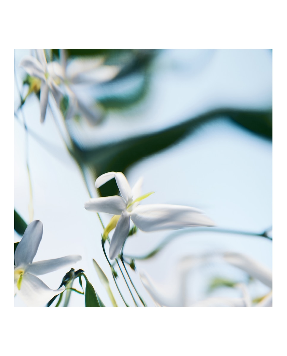Eau de Parfum Blanche Absolu Byredo - 50 ml 4