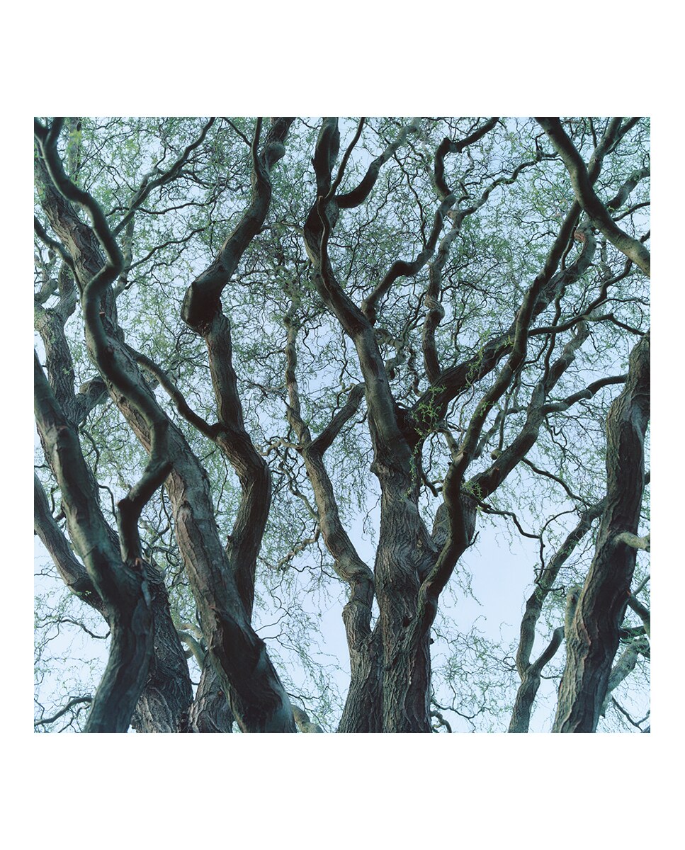 Ambientador Tree House Byredo - 250 ml 4