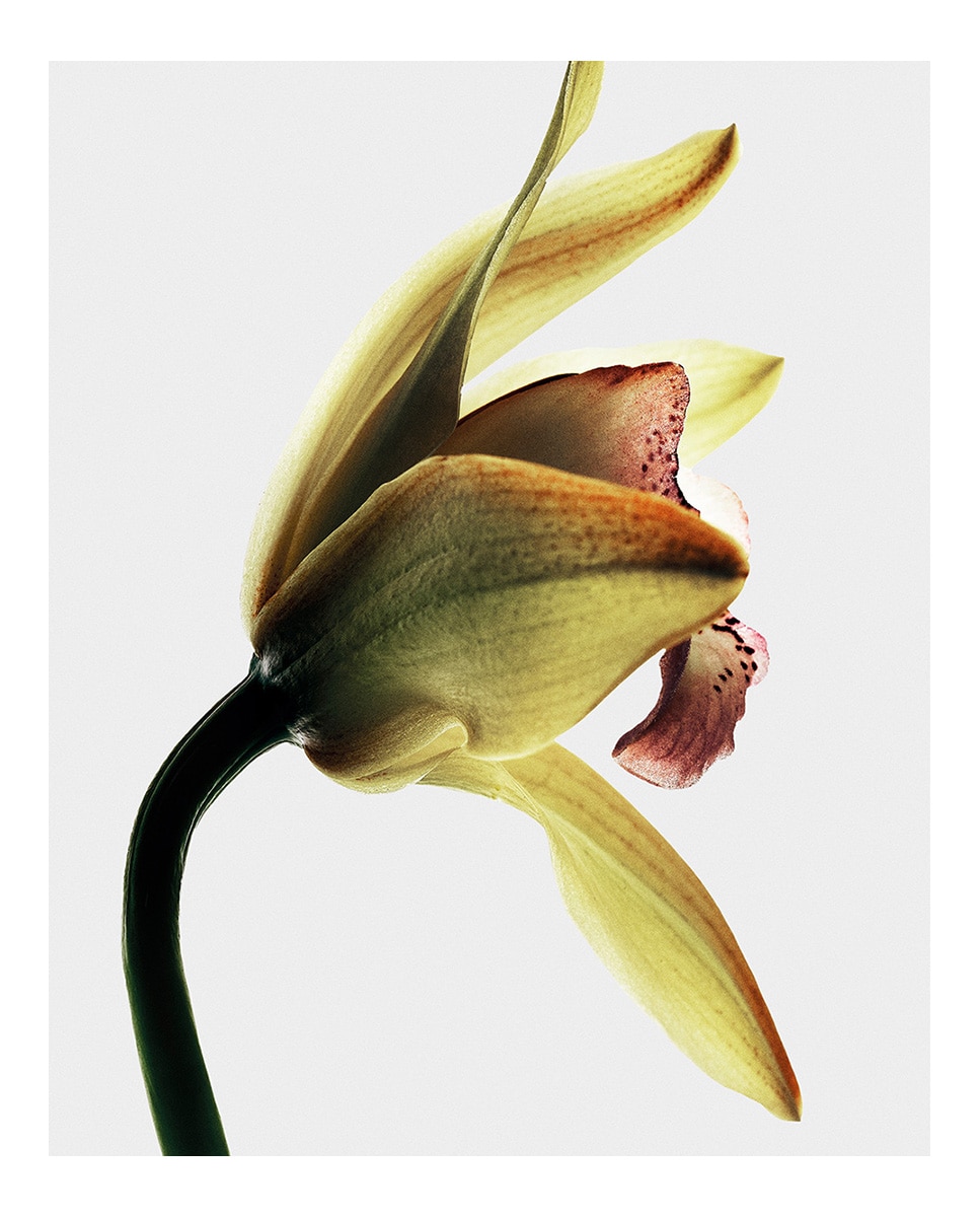 Eau de Parfum Roasted Vanilla Loewe - 100 ml 3
