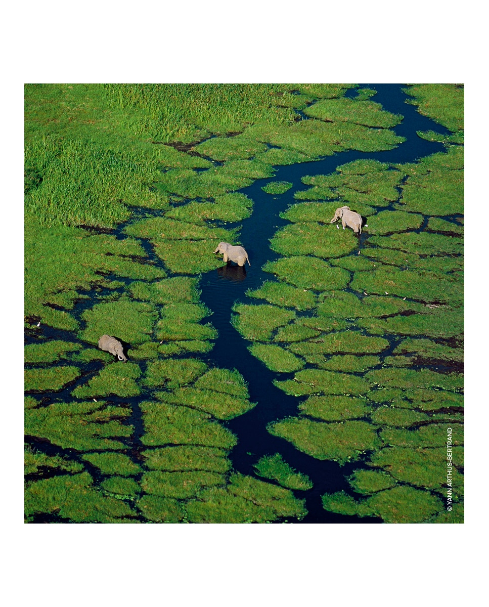 Thumbnail 4 de Guerlain Eau de Toilette Aqua Allegoria Pamplelune 125 ml