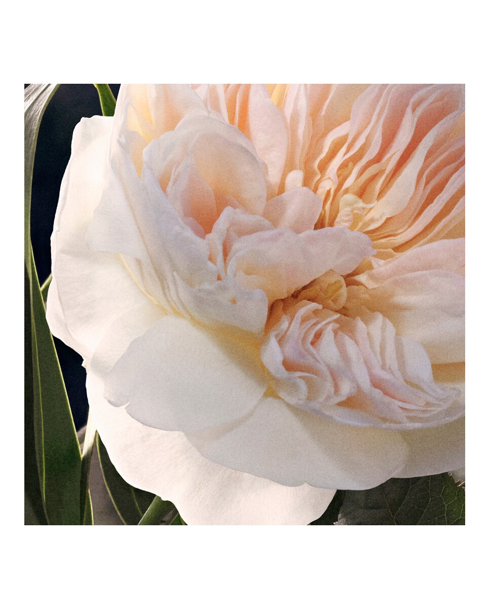 Recarga Eau de Parfum Signature 150 ml Chloé 7