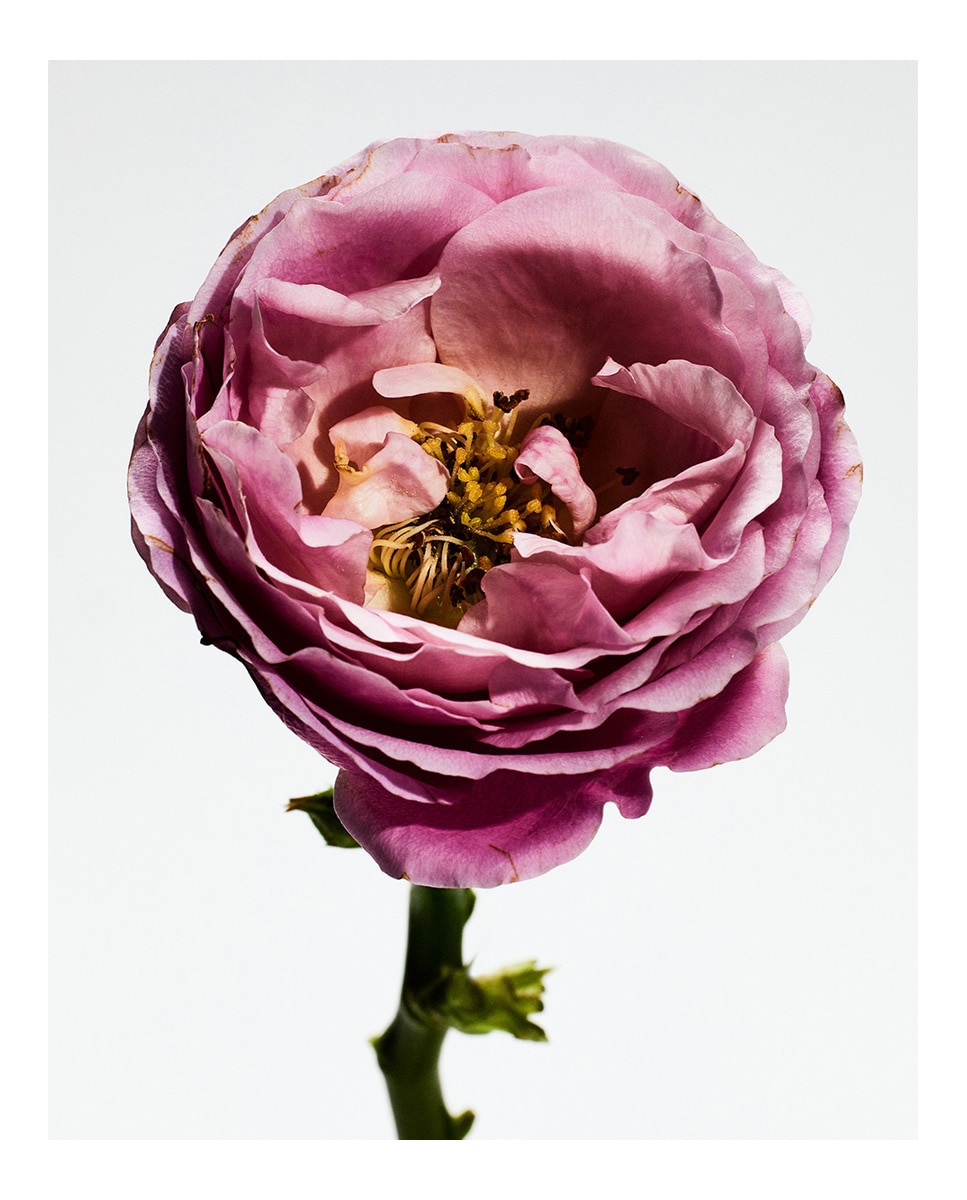 す*p様 LOEWE UN PASEO POR MADRID ROSALEDA Loewe Un Paseo Por Madrid Rosaleda Eau de Parfum