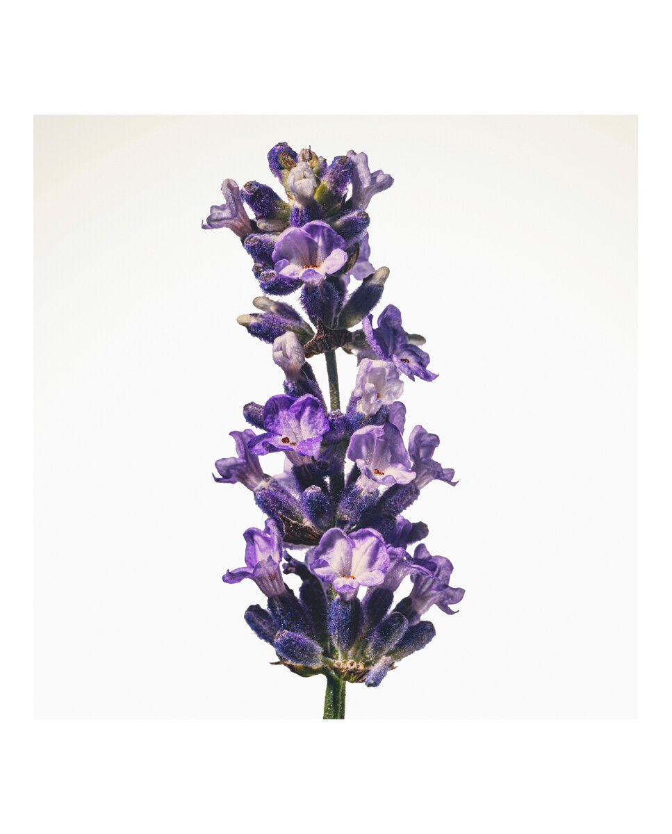 Thumbnail 3 de Burberry Eau de Parfum Intense Goddess — 50 ml