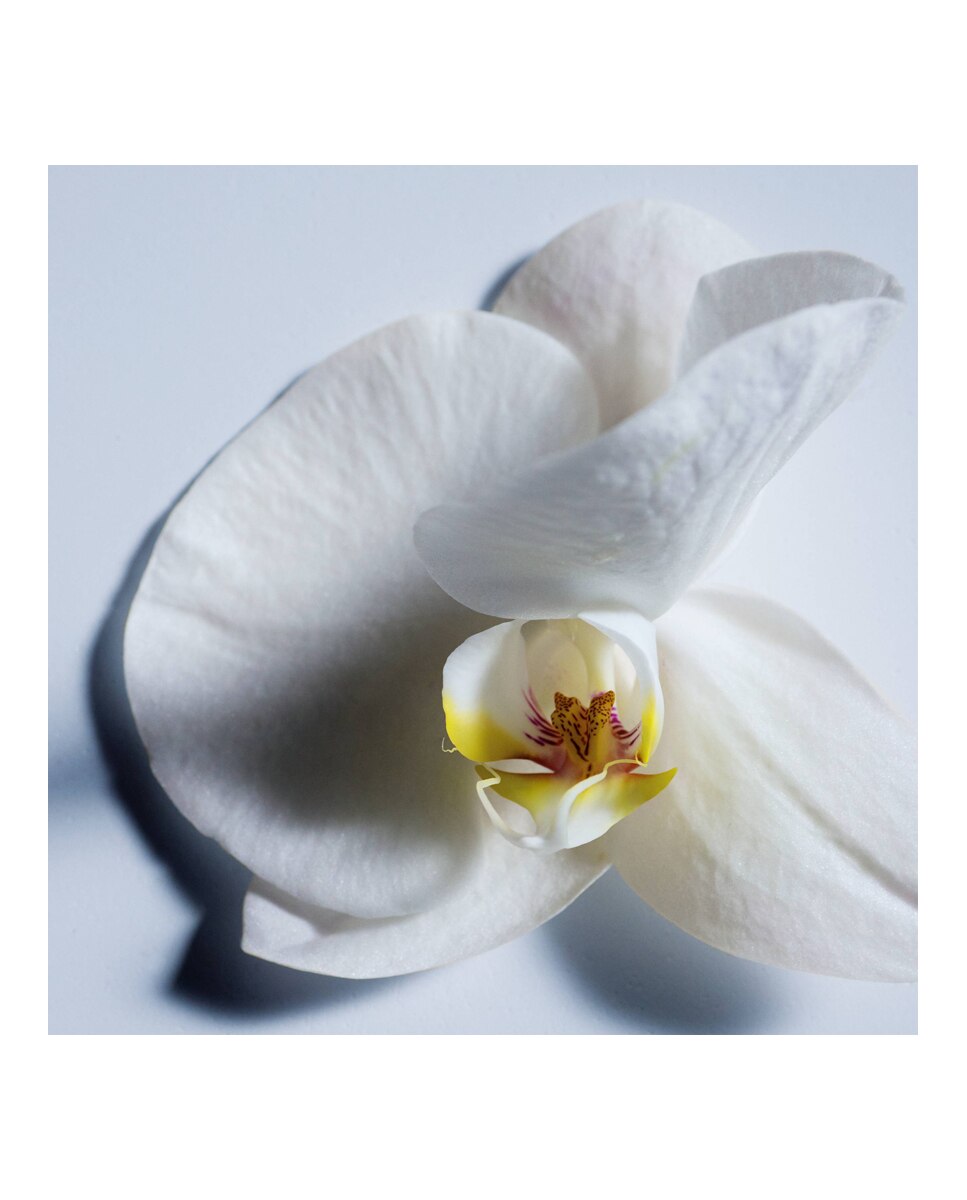 Eau de Parfum Atelier des Fleurs Tubéreuse Lazuli Chloé - 50 ml 3