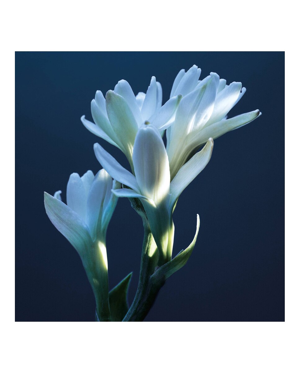 Eau de Parfum Atelier des Fleurs Tubéreuse Lazuli Chloé - 50 ml 4