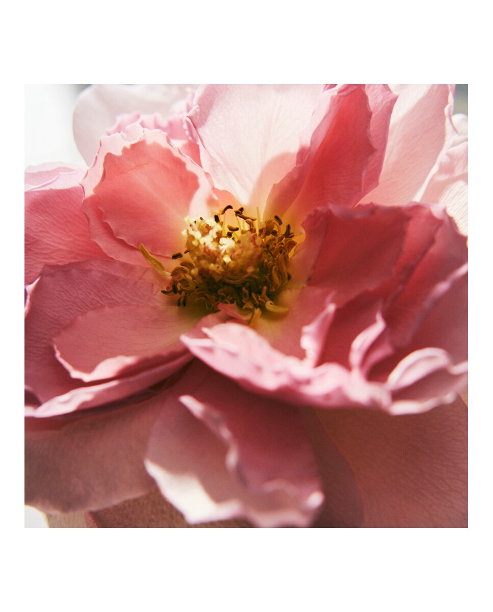 L'Eau de Parfum Intense Chloé 6