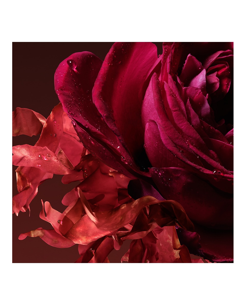 Eau de Parfum The Alchemist's Garden Rosa Incandescente Gucci - 50 ml 6
