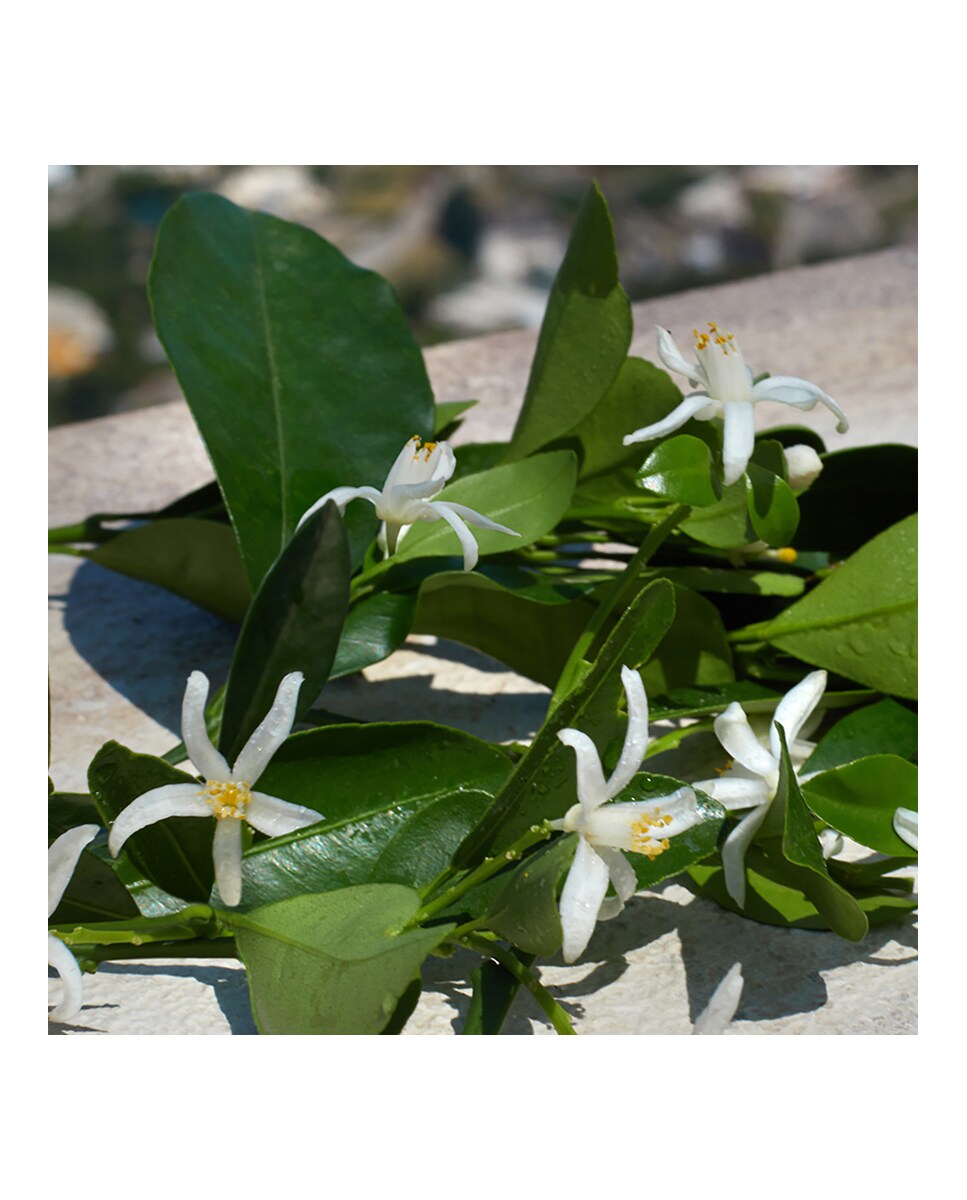 Eau de Parfum Devotion 20 ml Dolce&Gabbana 4