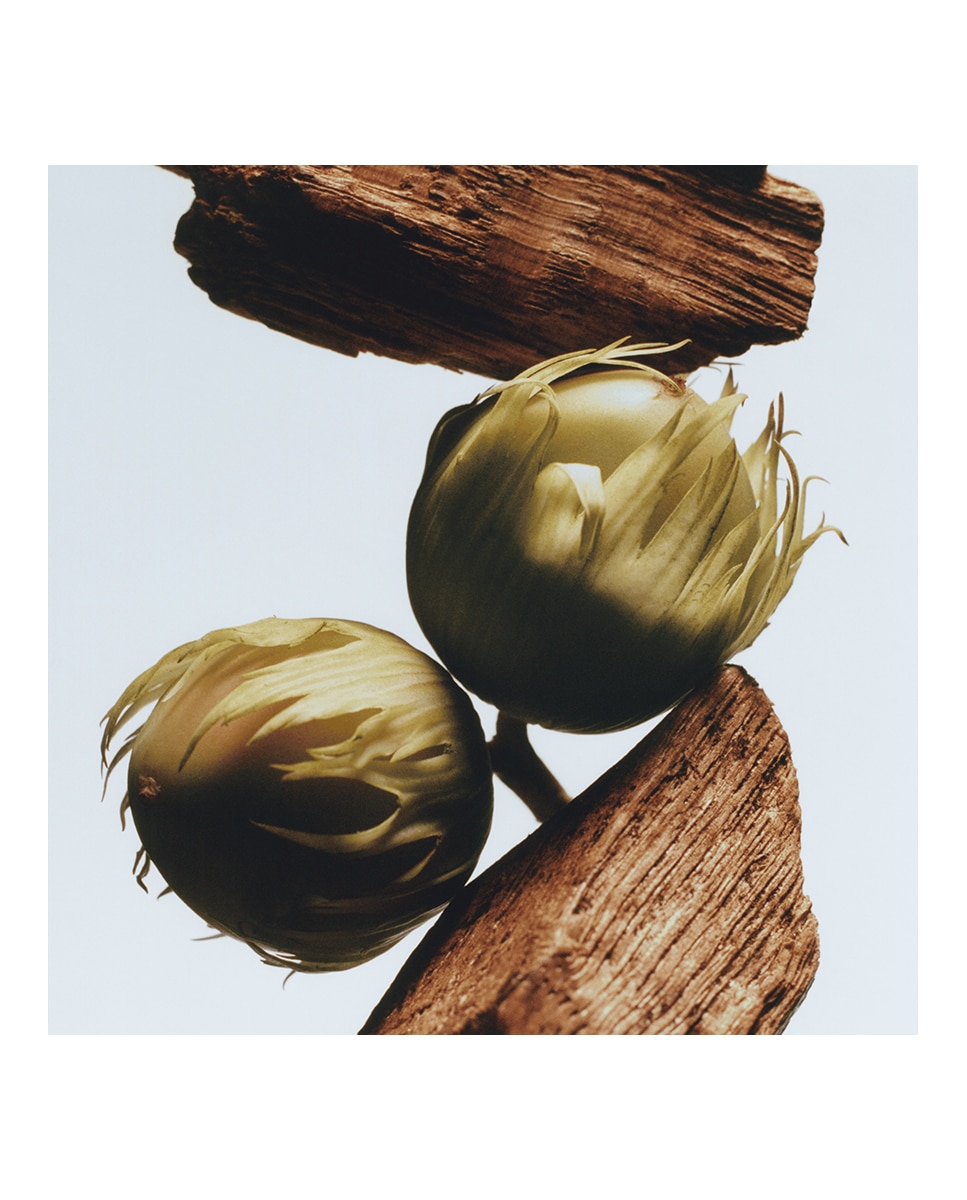 Gel Para Cuerpo y Manos English Oak & Hazelnut Jo Malone London 3