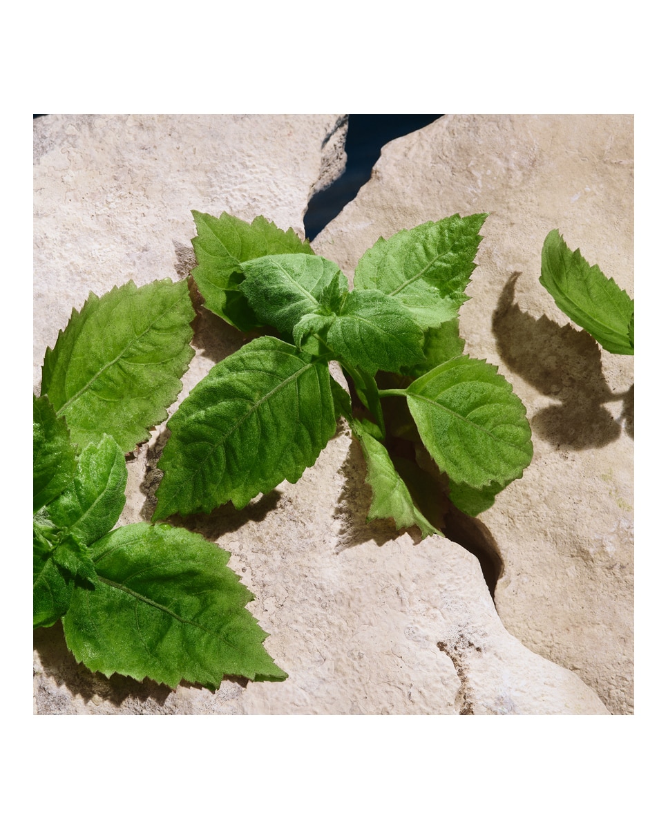 Thumbnail 4 de Dolce & Gabbana Light Blue Pour Homme 100 ml perfume