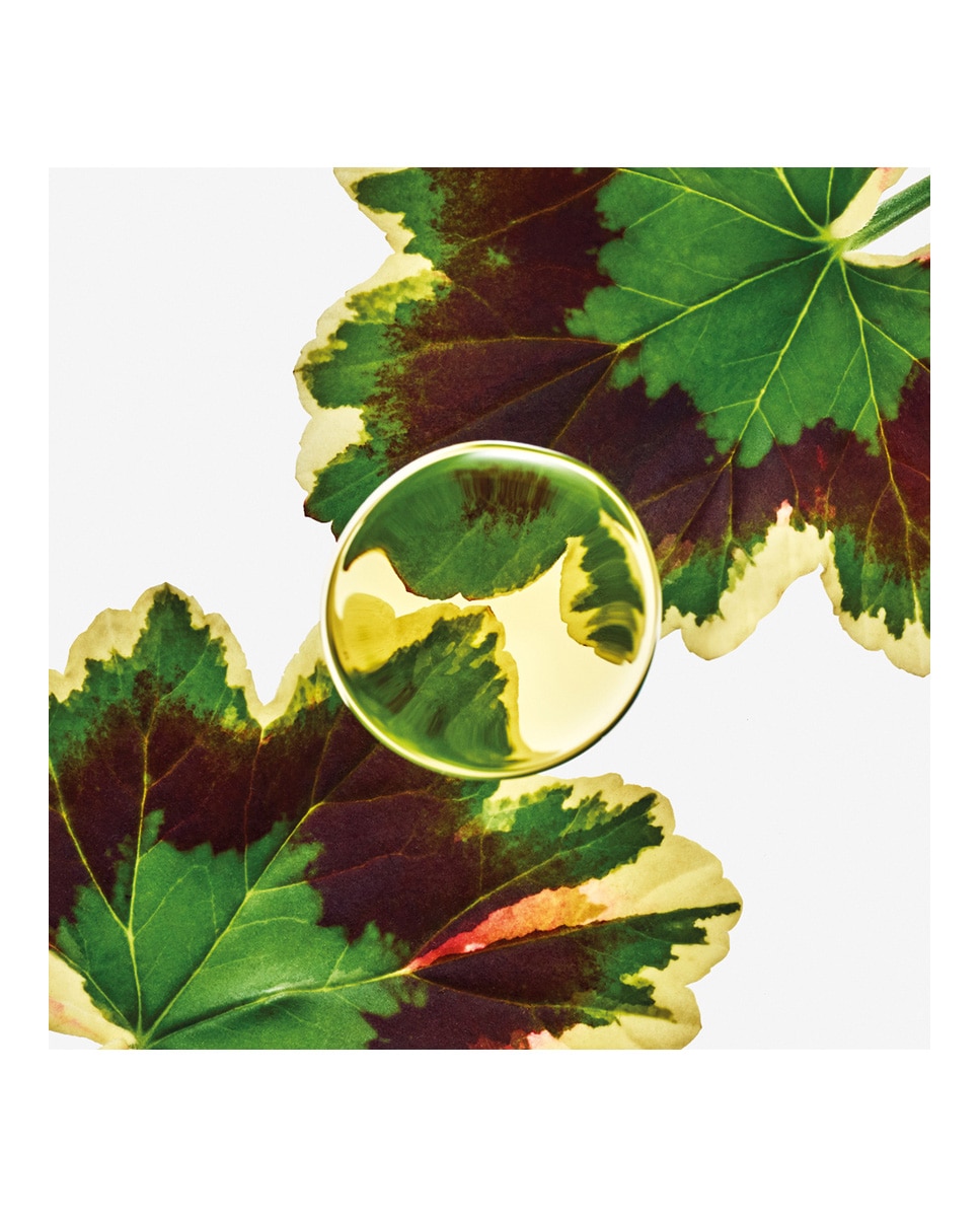 Imagen 3 de Eau de Parfum Esencia Elixir Loewe - 50 ml