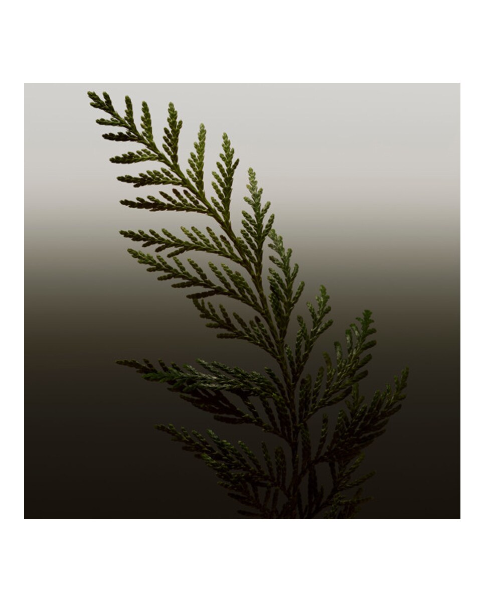 Eau de Toilette Hero 200 ml Burberry 5