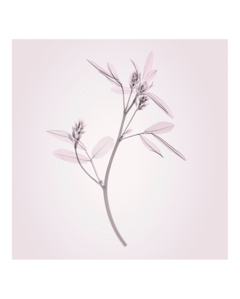 Crème de Nuit Alisar - Reafirmar - Efecto Piel Renovada Tarro - 50 ml 3