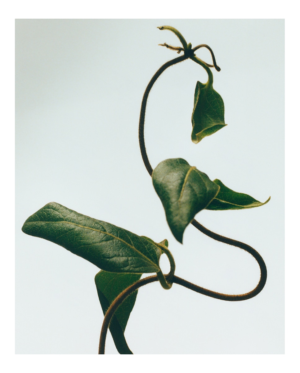 Vela Aromática Honeysuckle Loewe - Pequeña 3