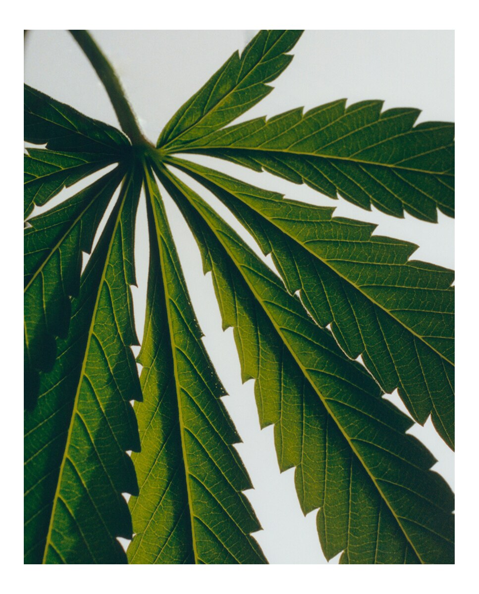 Candelabro de Cera Scent of Marihuana Home Scents Loewe 3