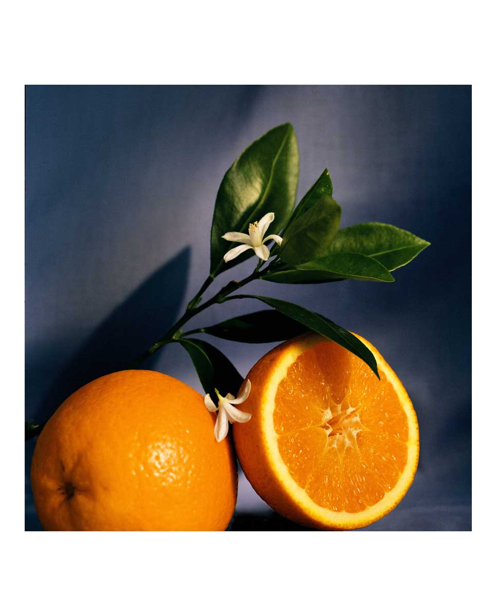 Candelabro Orange Blossom Loewe 5