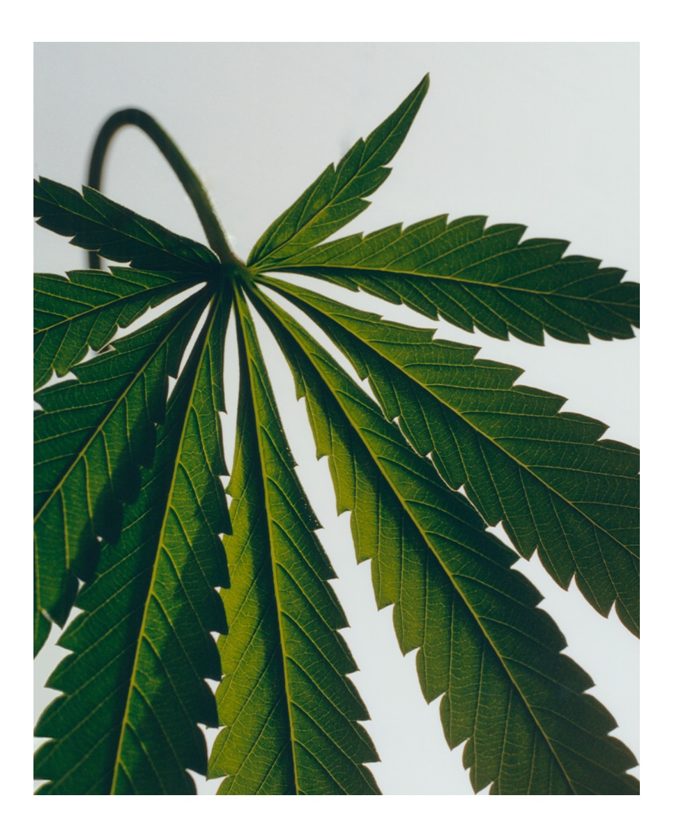Imagen 5 de Set de 2 jabones sólidos Marihuana Scented Loewe - 250 g