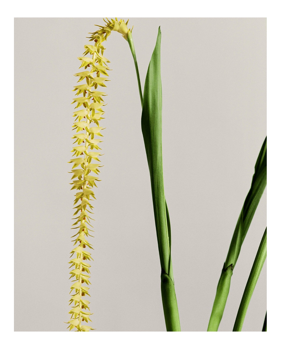 Vel Aromática Dendrochilum Magnum Orchid Pequeña Loewe · El Corte