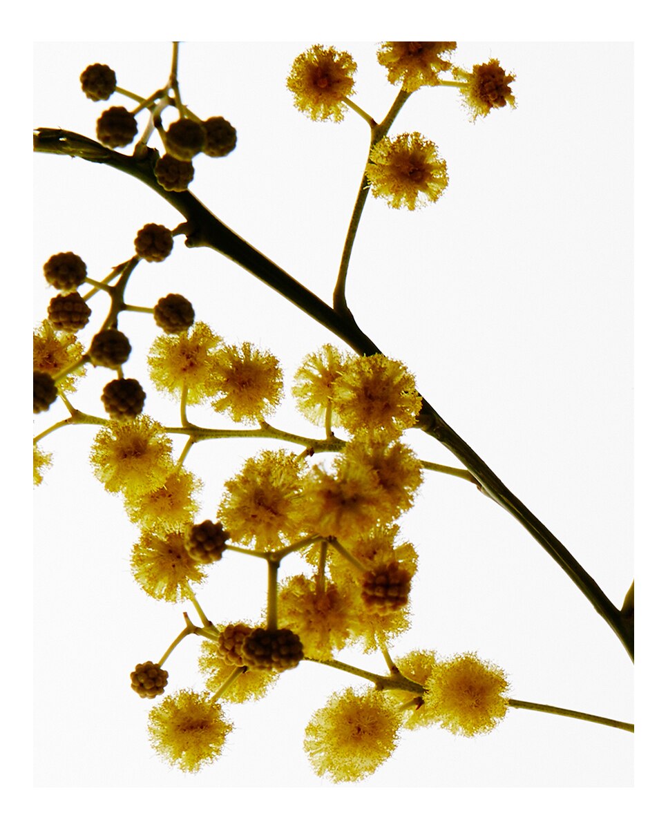 Vel Aromática Mimosa Scented Pequeña Loewe - 384 g 3