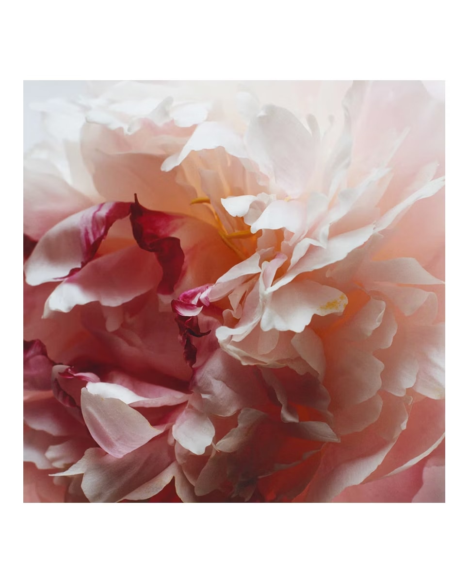 Imagen 2 de Refill Difusor Peony & Blush Suede Jo Malone London - 165 ml
