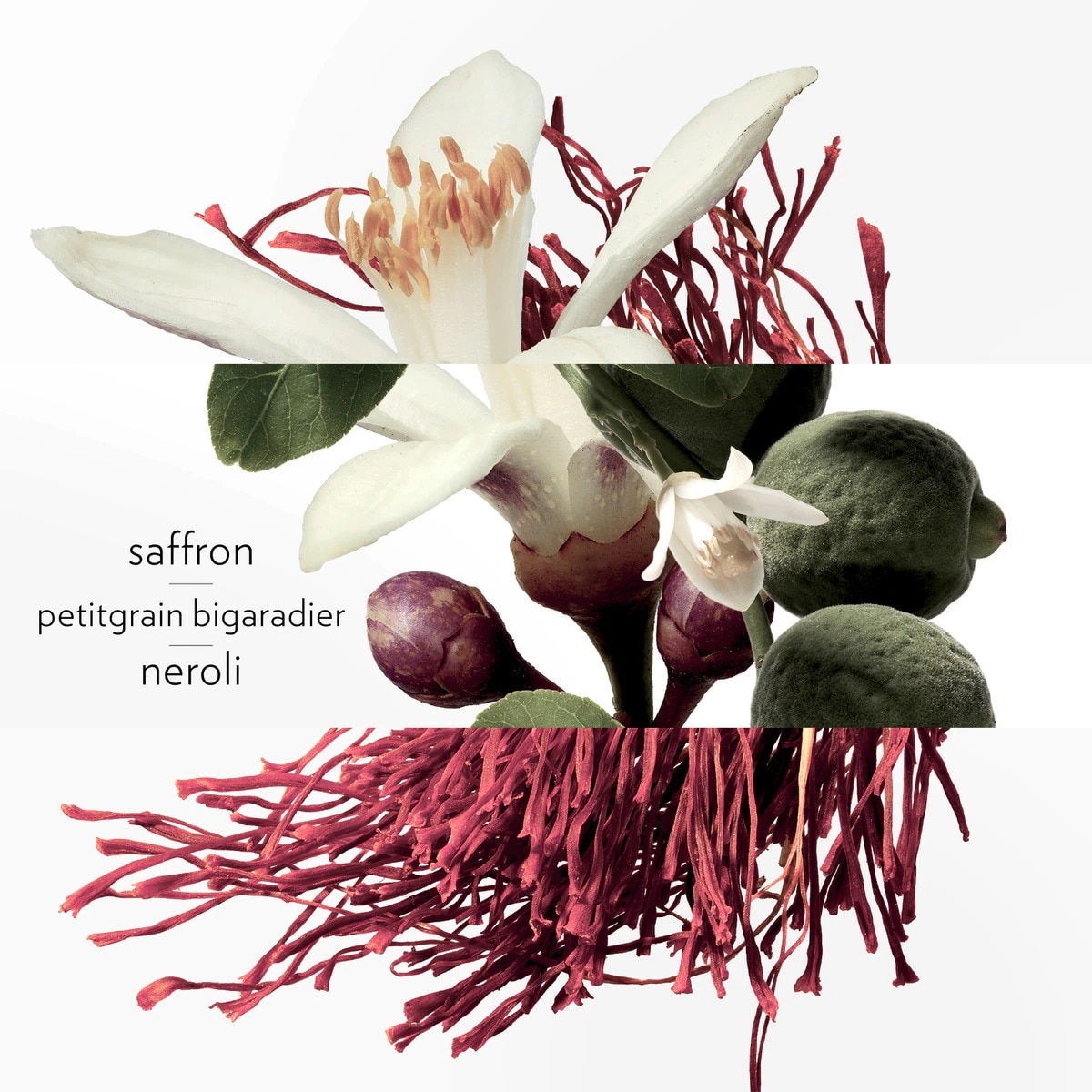 Eau de Néroli Doré Eau de Cologne 2