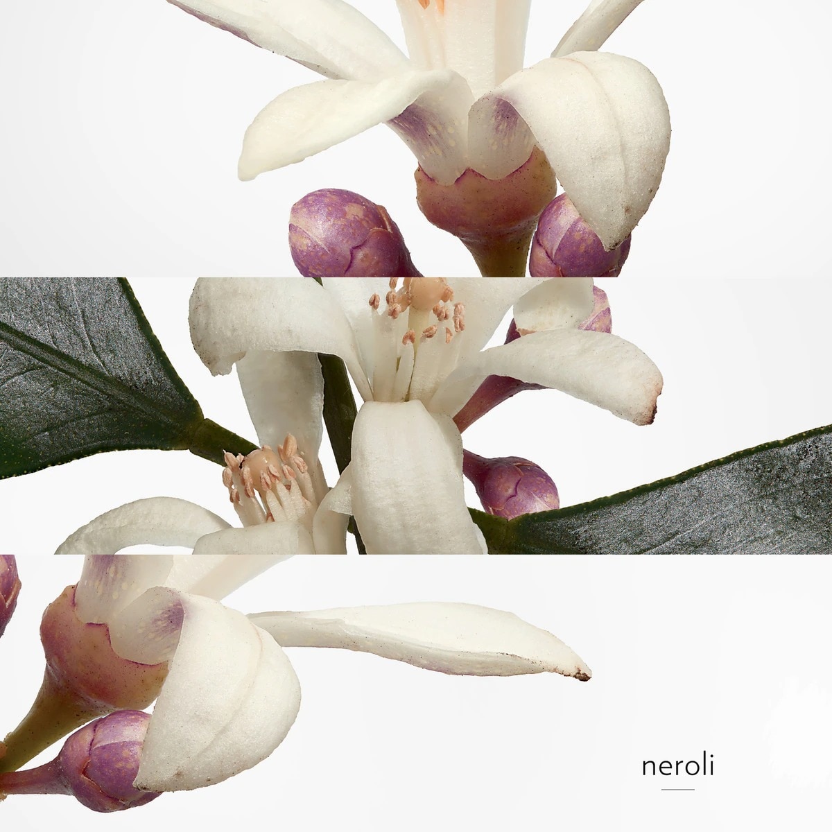 Eau de Néroli Doré Eau de Cologne 3