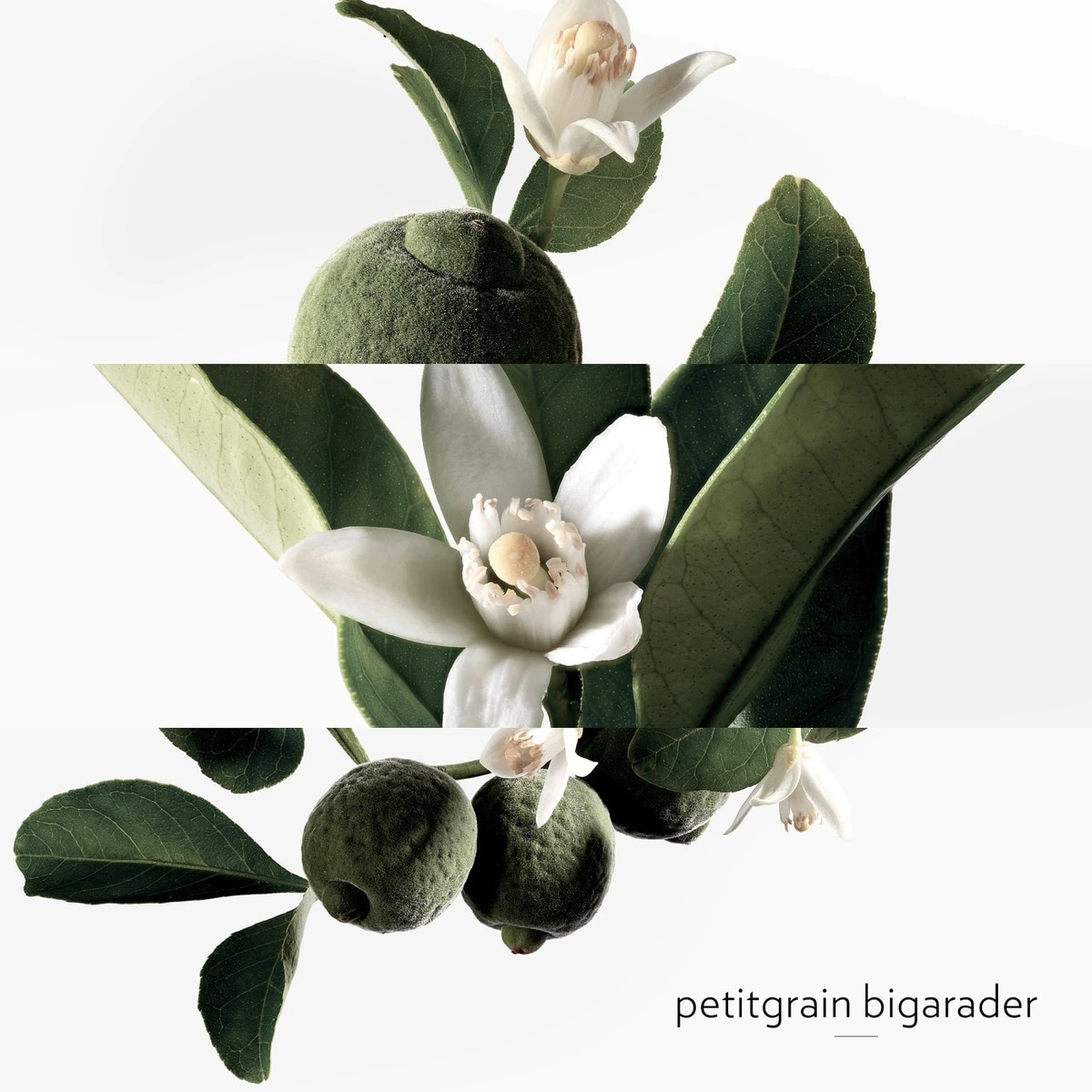 Eau de Néroli Doré Eau de Cologne 5