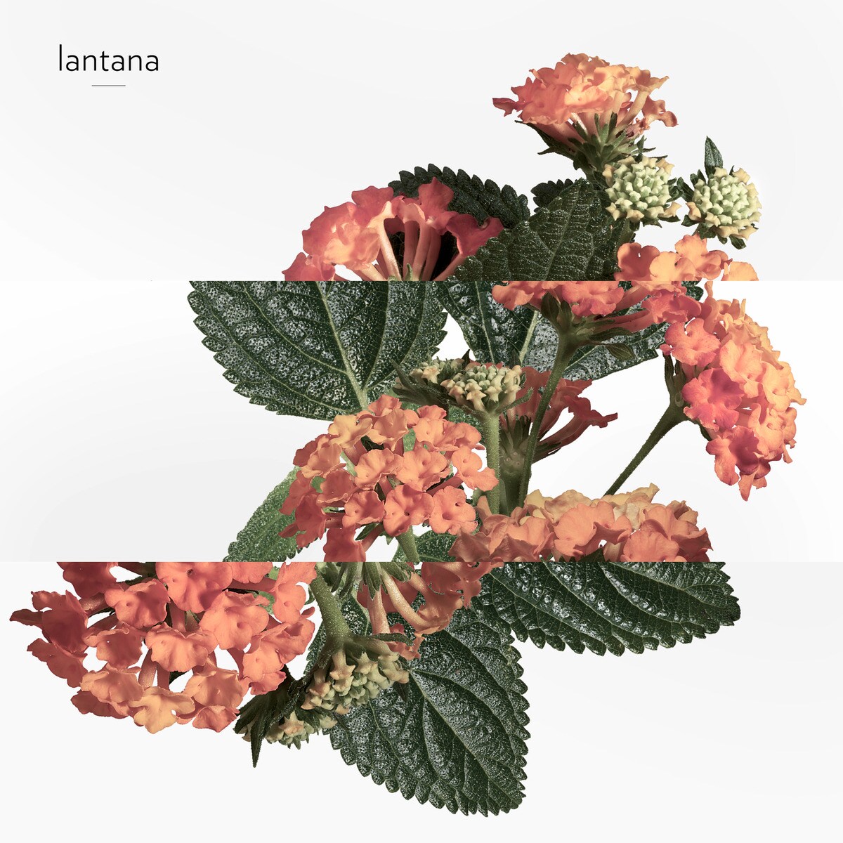 Eau de Rhubarbe Écarlate Eau de Cologne 5