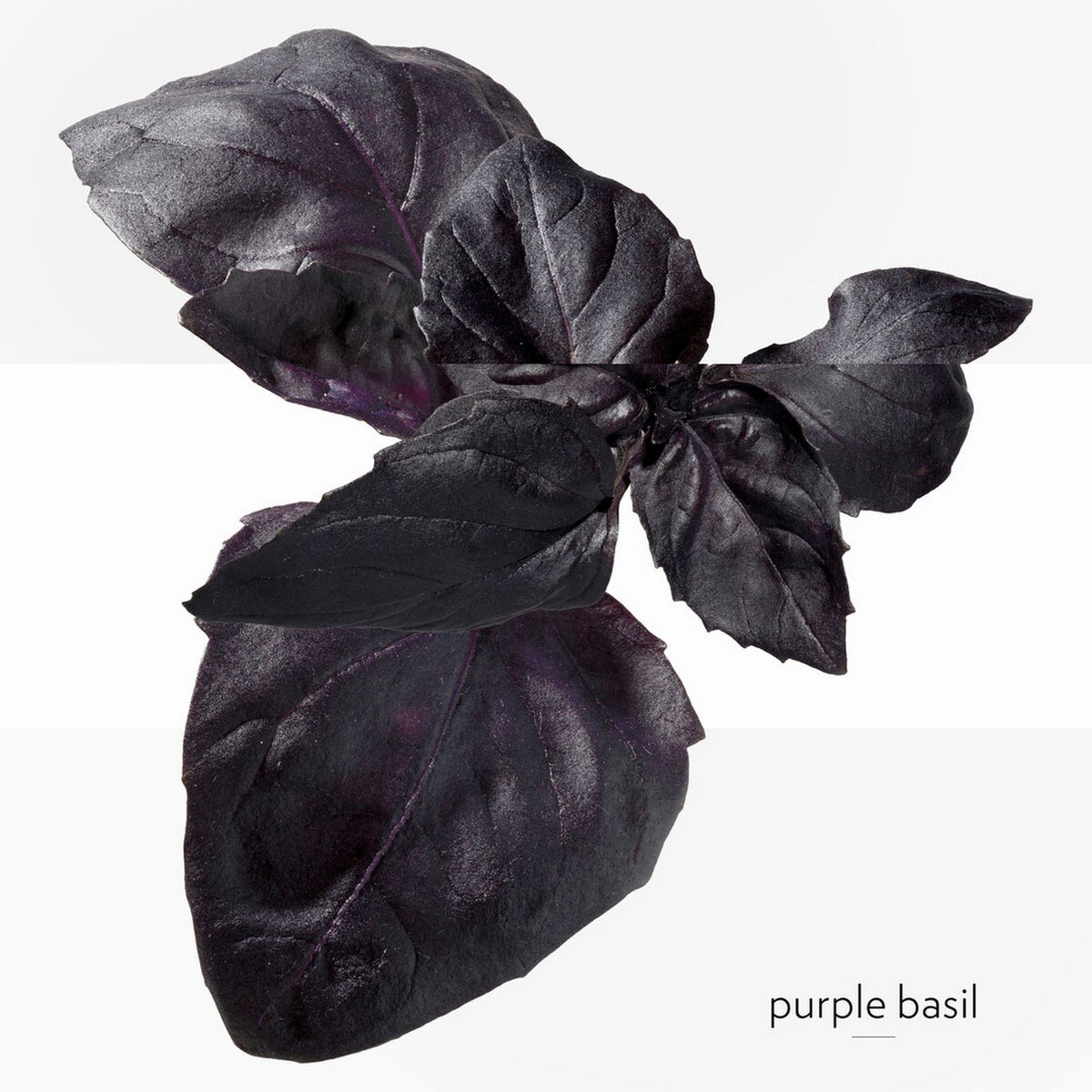 Eau de Basilic Pourpre Eau de Cologne 4