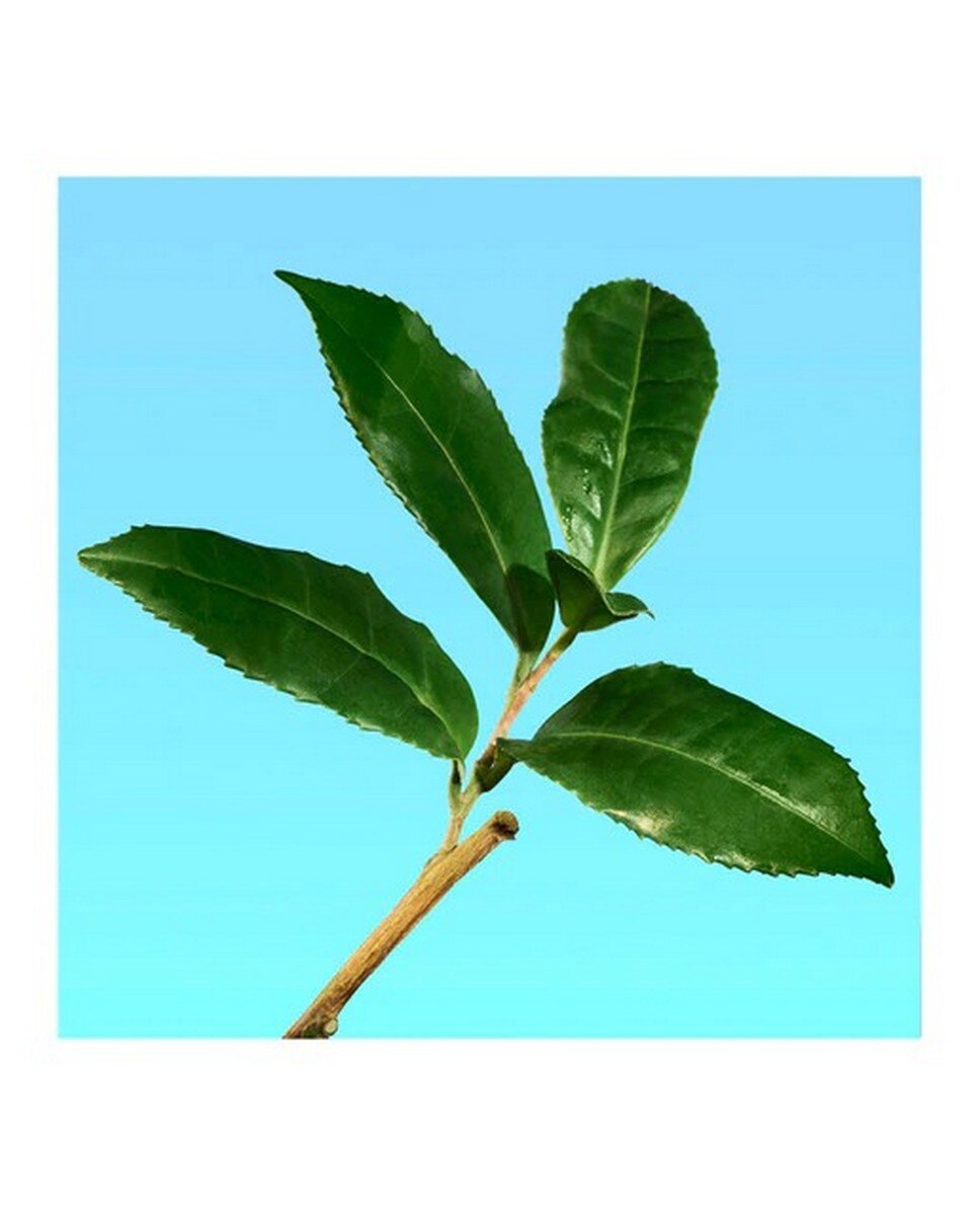 CK One Eau de Toilette - 300 ml 4