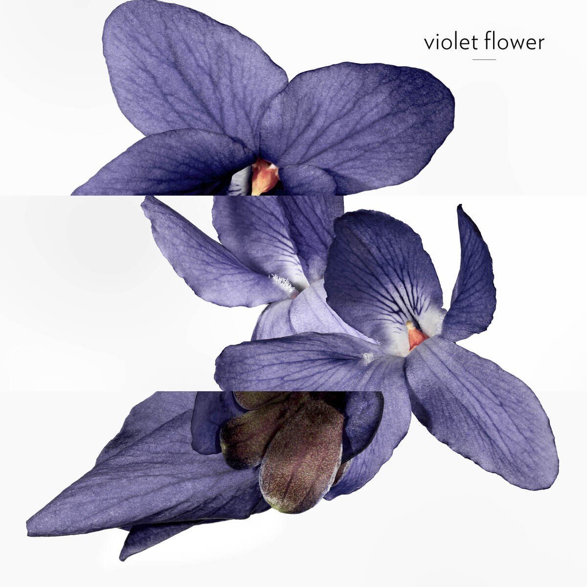 Violette Volynka Eau de Toilette Hermessence Collection 5