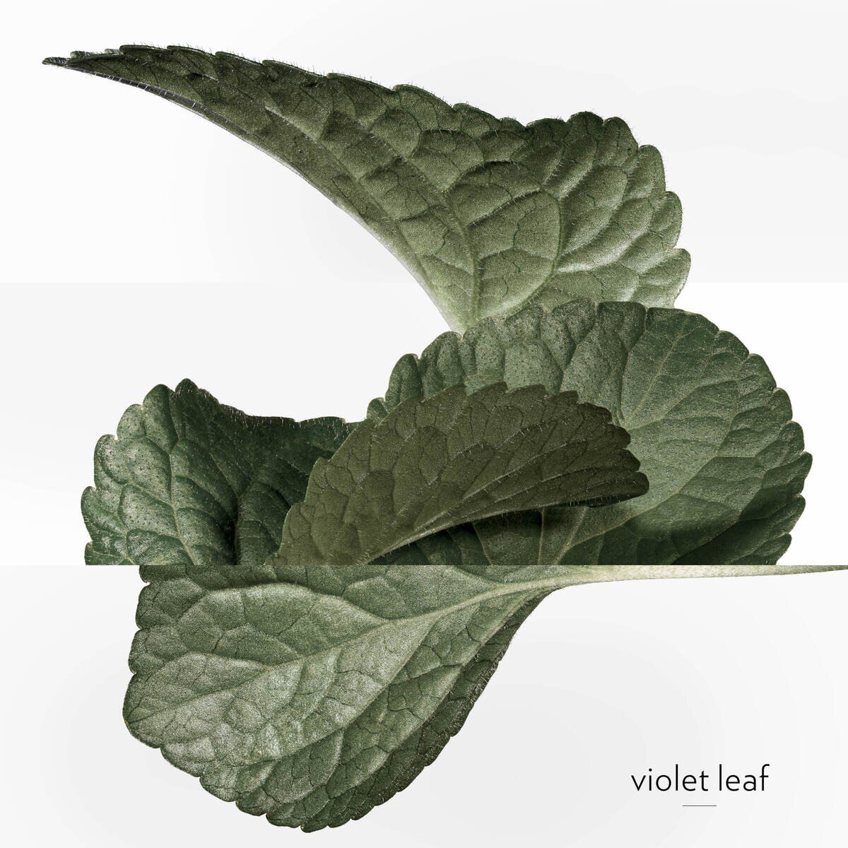 Violette Volynka Eau de Toilette Hermessence Collection 6