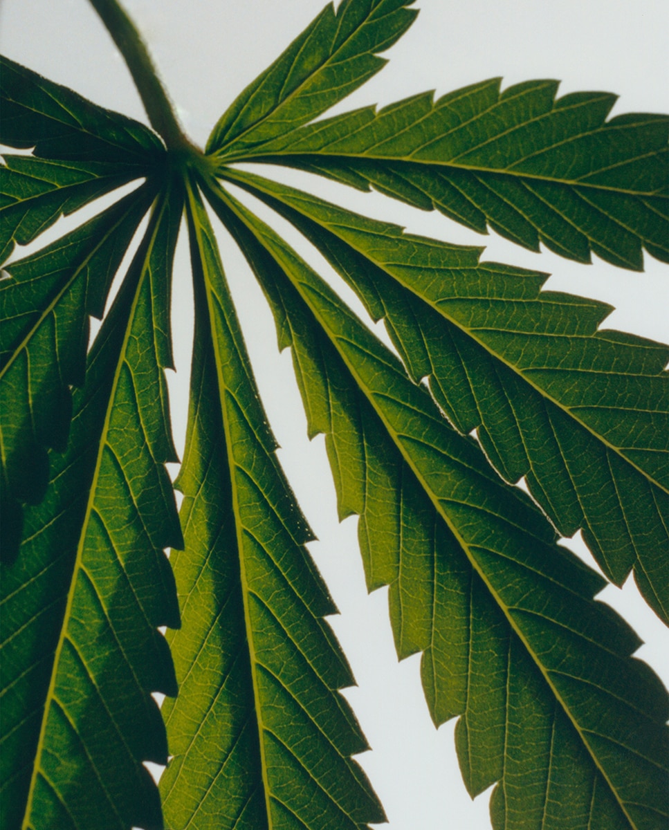 Loção Corporal Marihuana 3