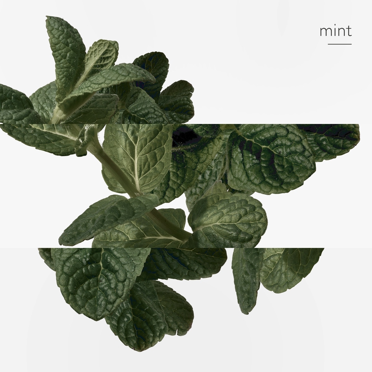 Eau d'Orange Verte Eau de Cologne 4