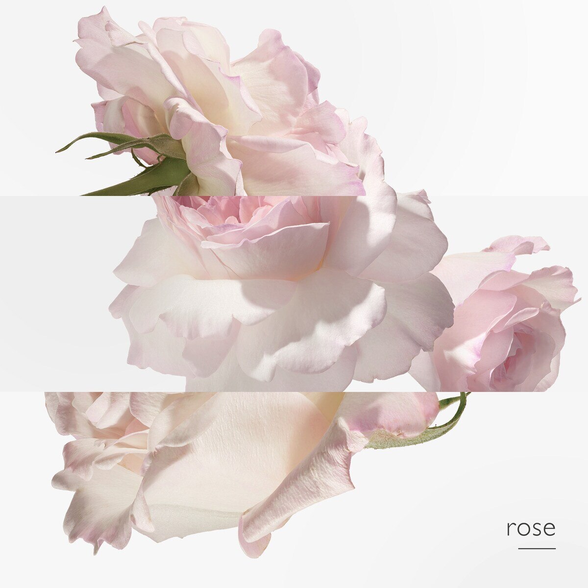 Concentré de Pamplemousse Rose Eau de Toilette - 100 ml 4