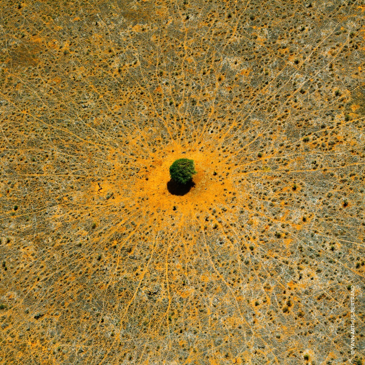 Aqua Allegoria Mandarine Basilic Eau de Toilette - 125 ml 6