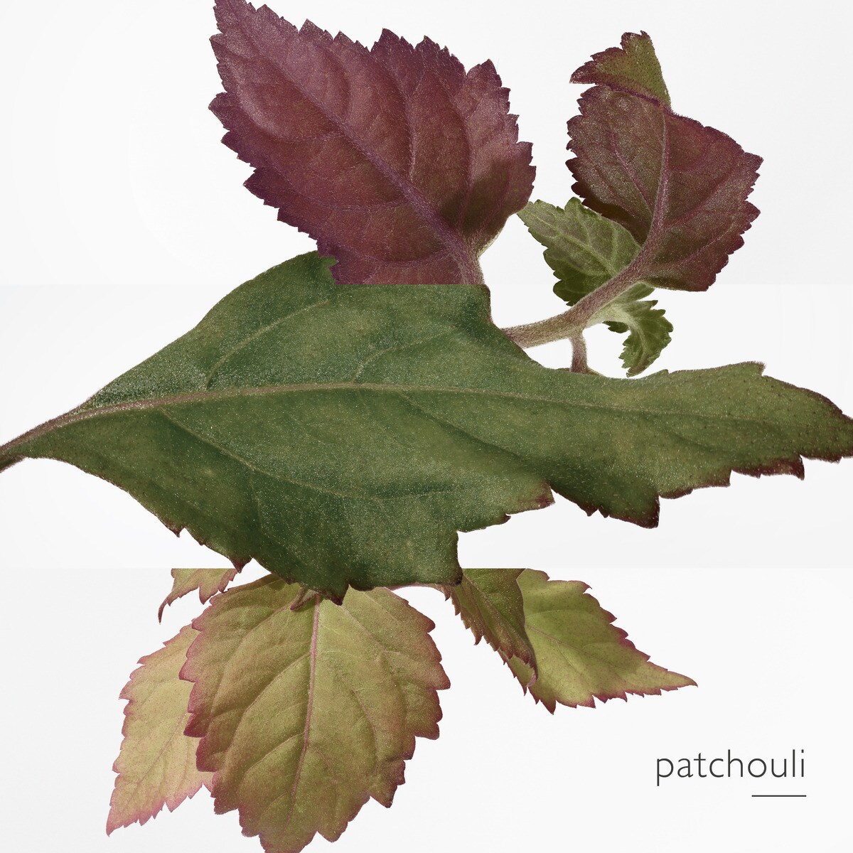 Elixir des Merveilles Eau de Parfum 6